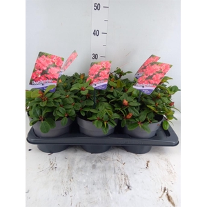 Rhododendron forr. 'Scarlet Wonder'