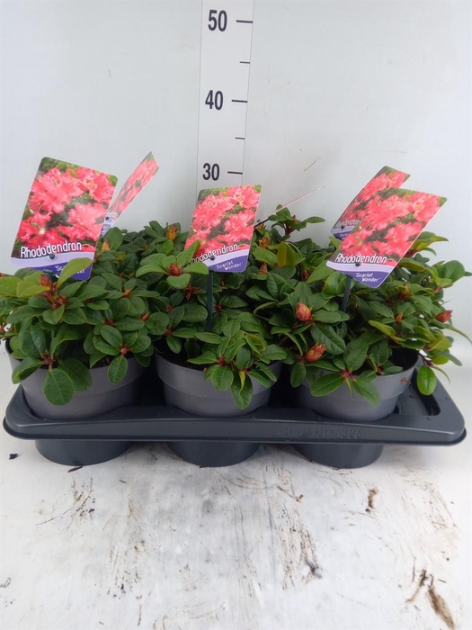 <h4>Rhododendron forr. 'Scarlet Wonder'</h4>