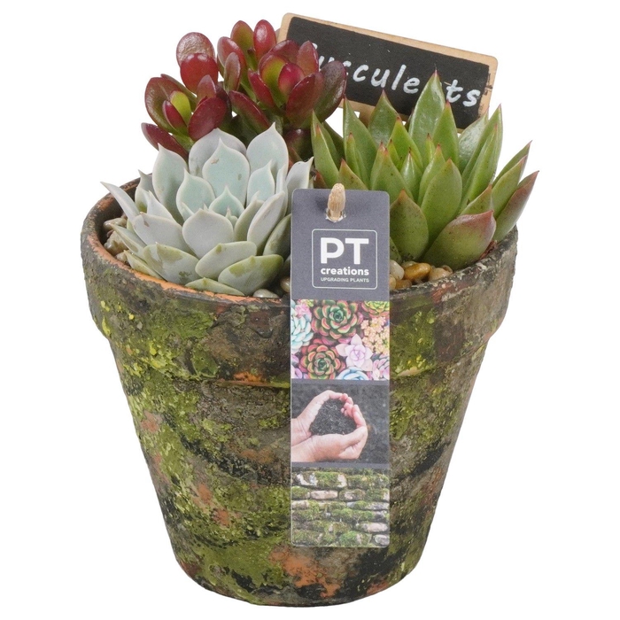 <h4>PTSU8434 Arrangement Succulenten in terracotta pot</h4>