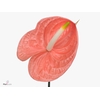 Anthurium Sante Royal