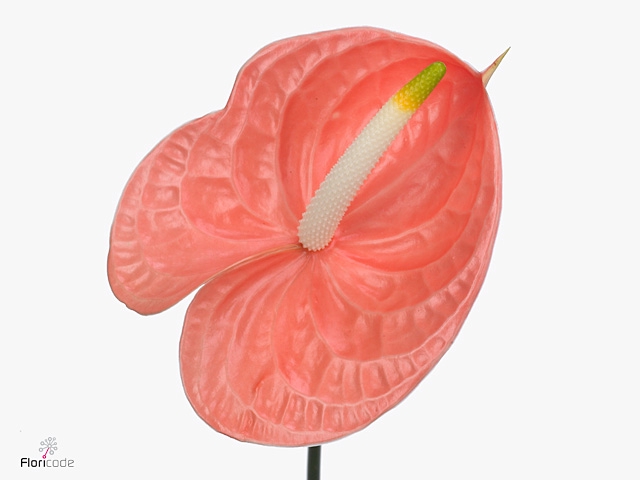 Anthurium Sante Royal