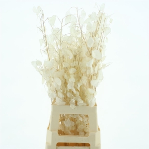 Dried Lunaria Bleached White