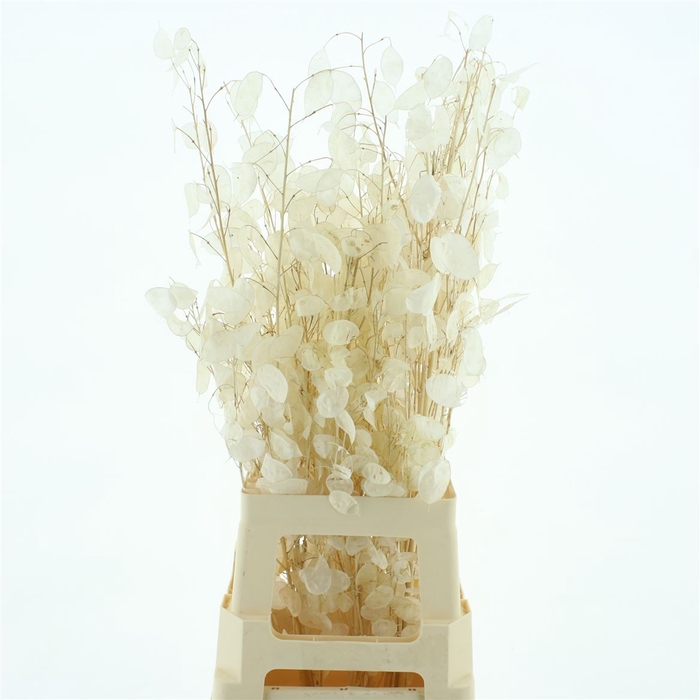 <h4>Dried Lunaria Bleached White</h4>