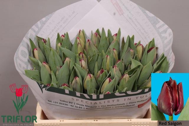 <h4>TU EN RED SAIGON</h4>