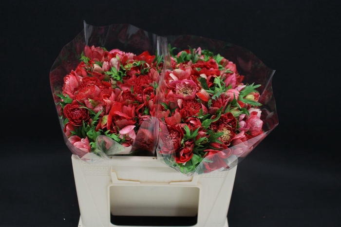 <h4>Anem Levante Red X100</h4>