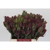 Leucadendron Senorita