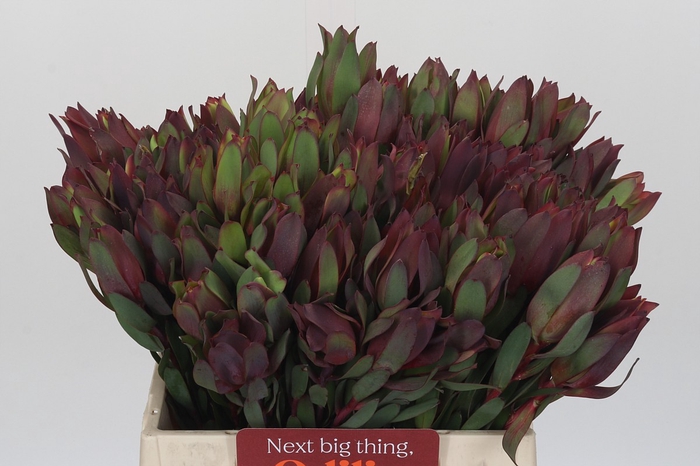 Leucadendron Senorita