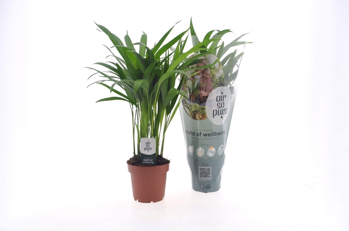 <h4>Chrysalidocarpus</h4>