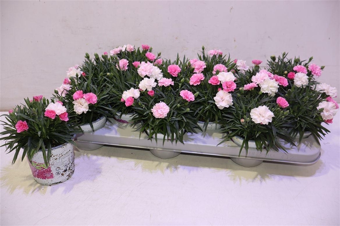 <h4>Dian I Love U</h4>