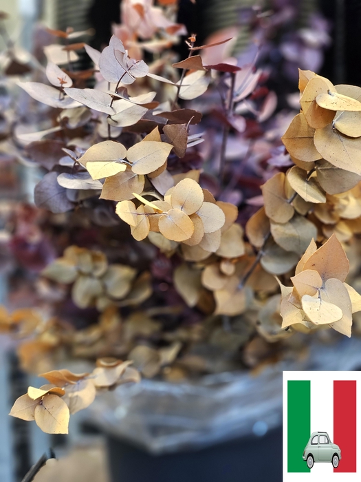 <h4>GESTABILISEERD EUC STUARTIANA MIX</h4>