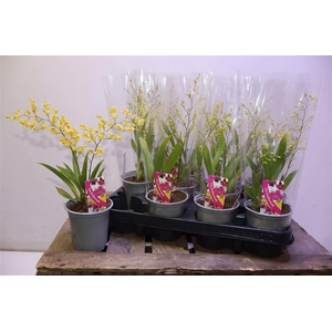Oncidium Ov