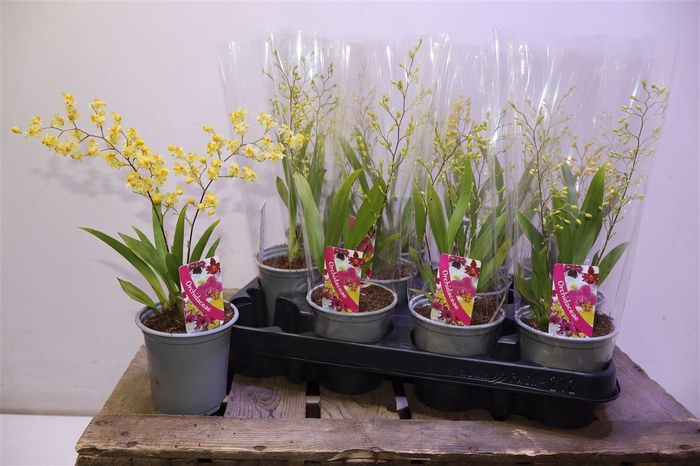 <h4>Oncidium Ov</h4>