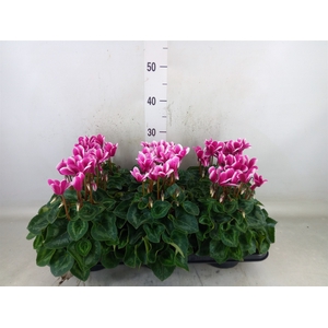 Cyclamen MD 'Snowridge Midi'