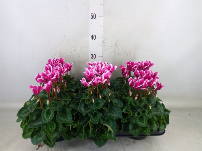 <h4>Cyclamen MD 'Snowridge Midi'</h4>