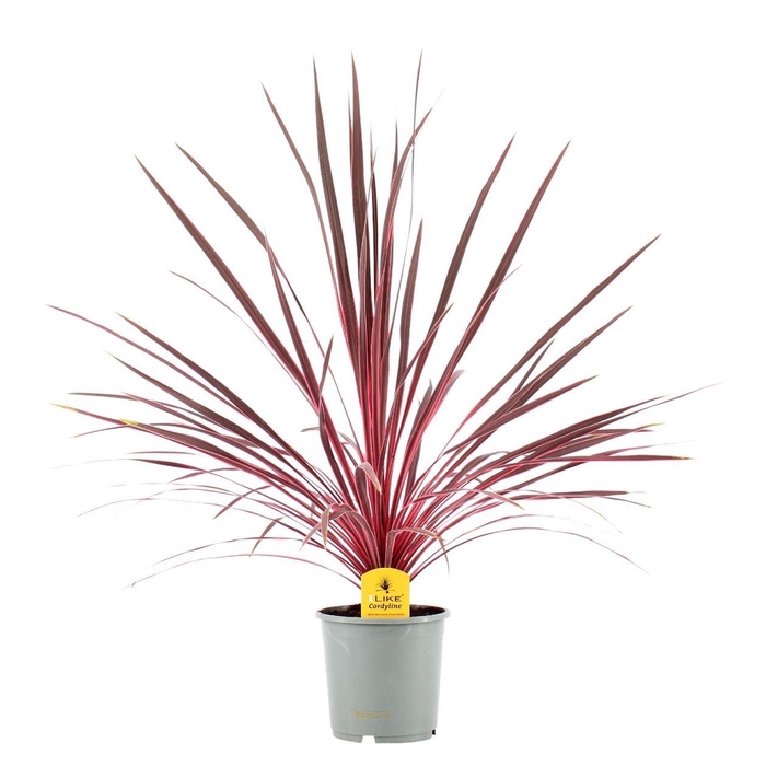 <h4>Cordyline Electric Pink</h4>