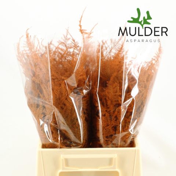 <h4>Asparagus DYED Orange</h4>