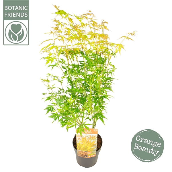 <h4>Acer palm. 'Orange Lace' ®</h4>