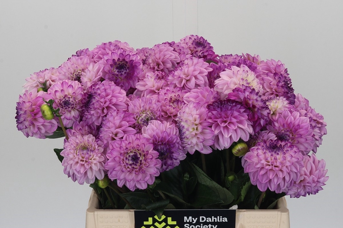 Dahlia Genova