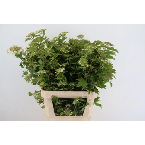 VIBURNUM OPULUS BLOEIEND