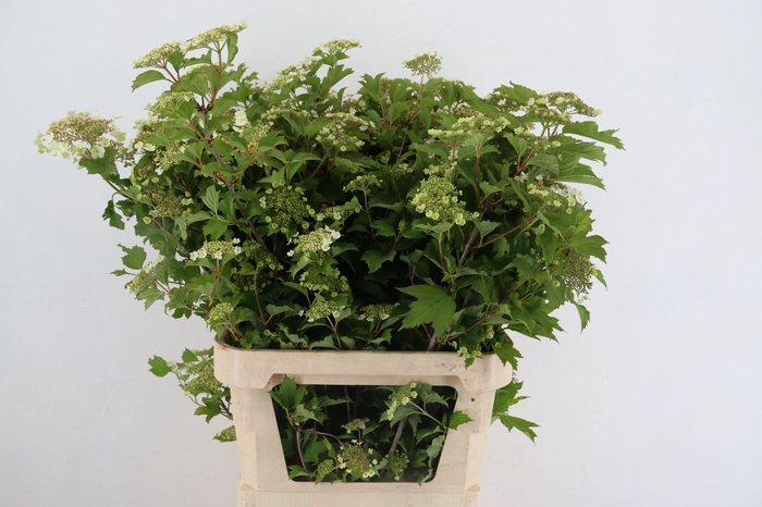 <h4>VIBURNUM OPULUS BLOEIEND</h4>