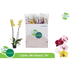 PHAL GEM 5 KL