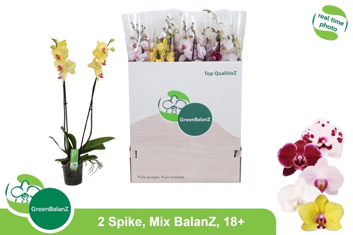 <h4>PHAL GEM 5 KL</h4>