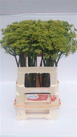 <h4>Foeniculum Vulgare</h4>