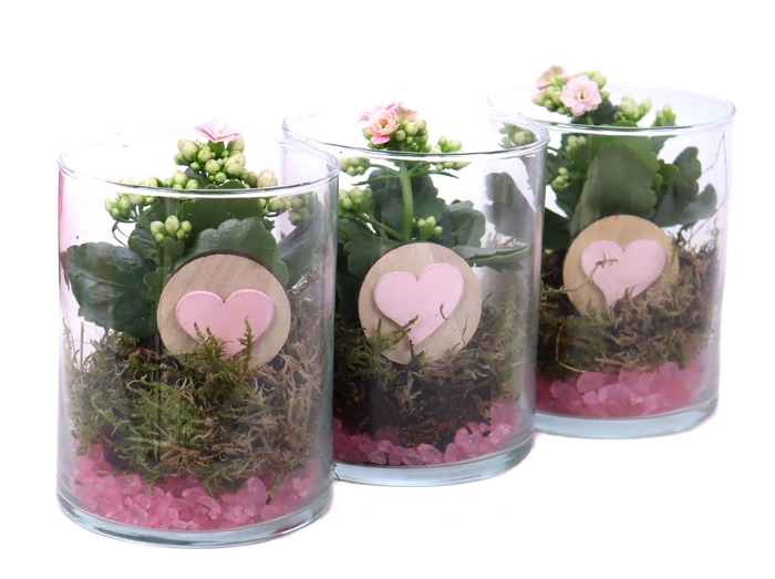 <h4>Opgemaakt cilinder glas met kalanchoe, rode steentjes en bijst.</h4>