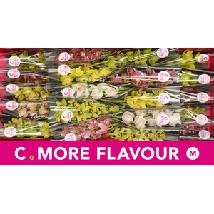 Mini cymbidium 'Mix' 40 cm