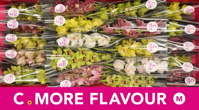 <h4>Mini cymbidium 'Mix' 40 cm</h4>