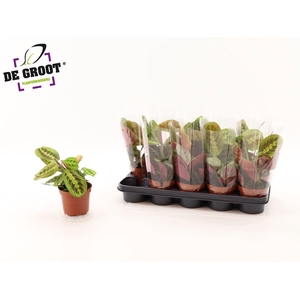 MARANTA FASCINATOR