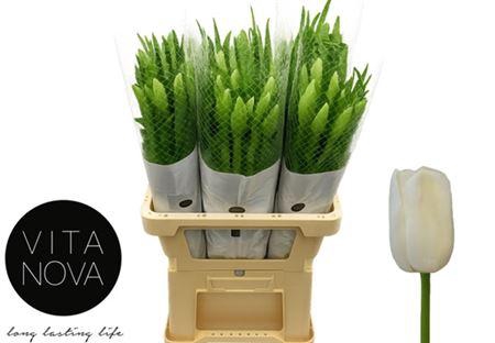 <h4>Tu En Maureen</h4>