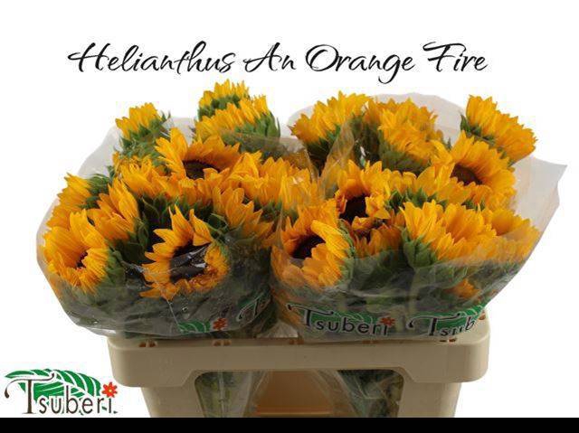 <h4>Heli Orange Fire Tzuberi</h4>
