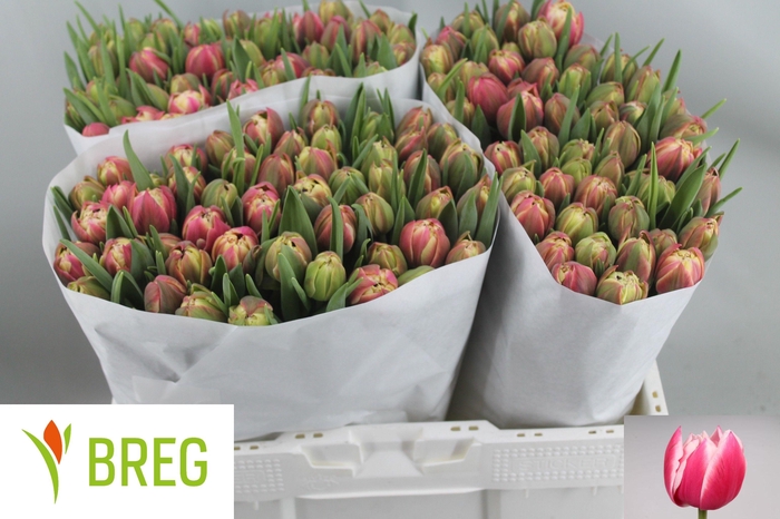 <h4>TU DU COLUMBUS</h4>