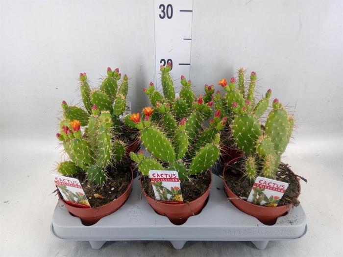 <h4>Opuntia</h4>