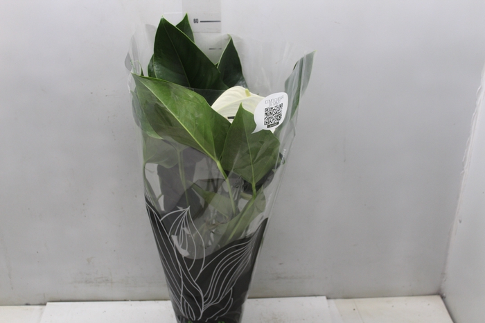 <h4>ANTHURIUM WHITE WINNER P17</h4>