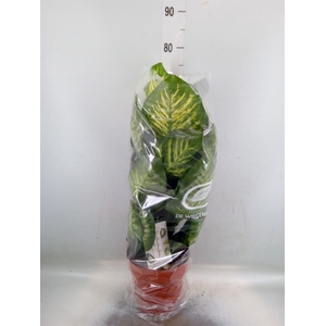 Dieffenbachia seg. 'Maroba'