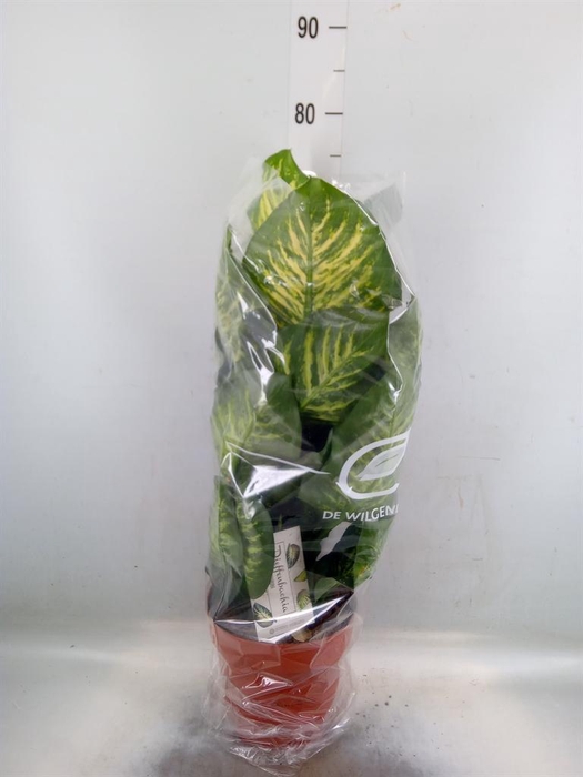 <h4>Dieffenbachia seg. 'Maroba'</h4>