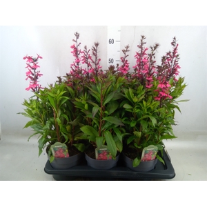 Lobelia speciosa 'Fan Burgundy'