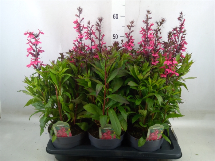 <h4>Lobelia speciosa 'Fan Burgundy'</h4>