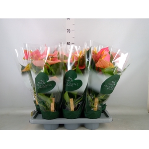 Anthurium andr. 'Colorado'