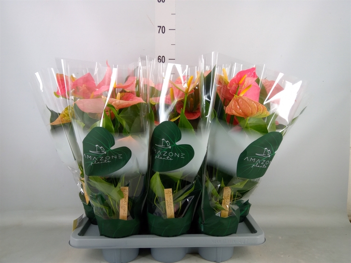 <h4>Anthurium andr. 'Colorado'</h4>