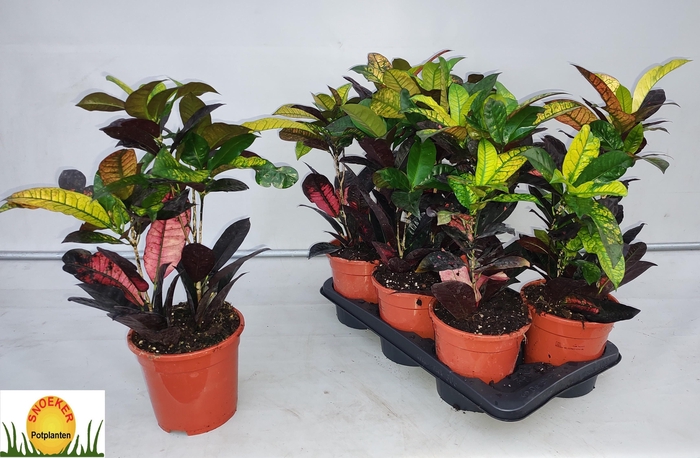 <h4>COD KL MRS ICETON</h4>