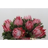 Protea Cynaroides Stellar