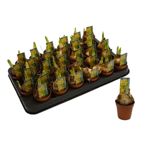 NARCISSUS TETE A TETE MINI P5