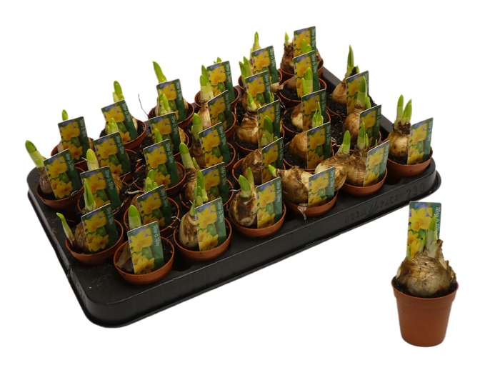 <h4>Narcissus Cyclamineus Grp 'Tete a tete'</h4>
