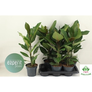 Ficus benghalensis Joy 17Ø 70cm 2pp