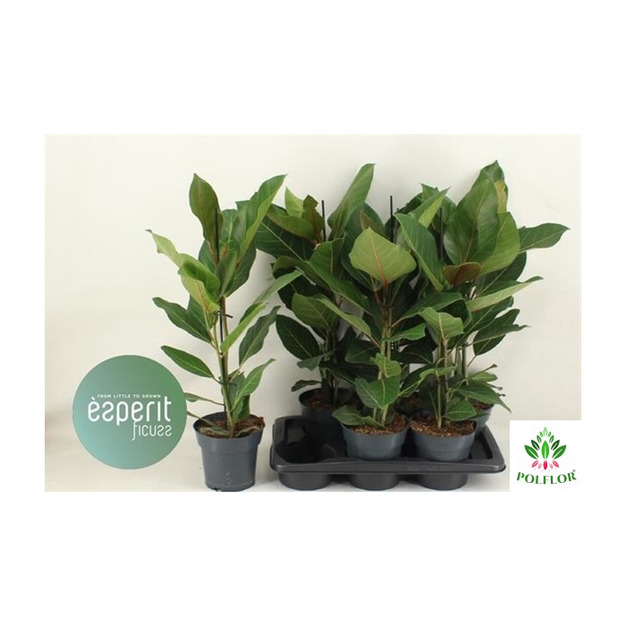 <h4>Ficus benghalensis Joy 17Ø 70cm 2pp</h4>