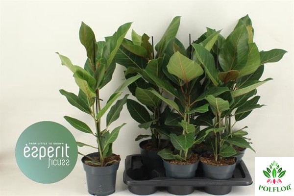 Ficus benghalensis Joy 17Ø 70cm 2pp