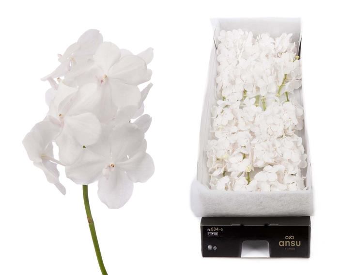 <h4>Vanda 24 tak Diamond White</h4>